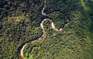 Impactos do Desmatamento Faz Amazônia Emitir Mais CO2 e Perder a Capacidade de Absorção.