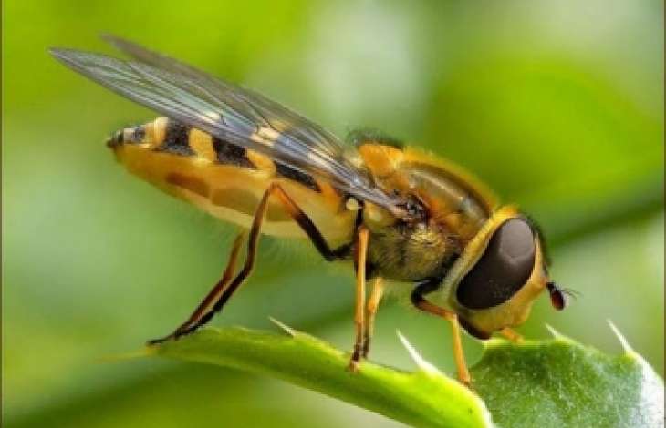 Pesquisa conclui que abelhas so bioindicadoras de contaminao no ambiente